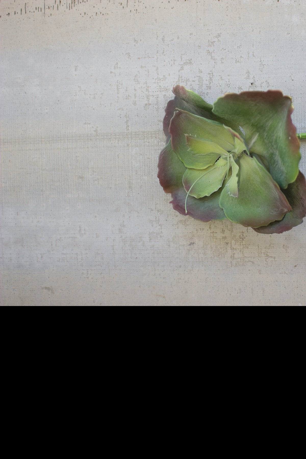 Kalalou 8.5" Succulent Single Stem (Set of 6)1