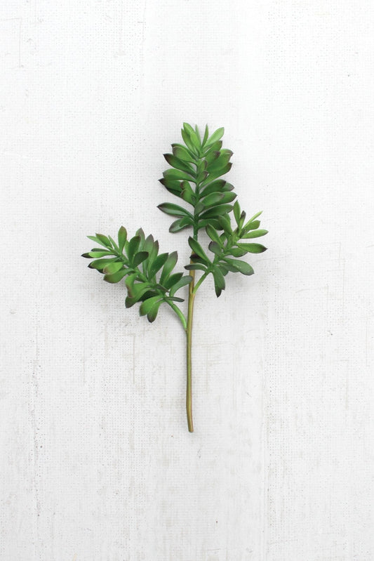 Kalalou Cactus Succulent (6 eas per box)6