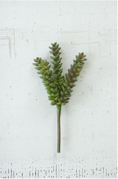 Kalalou Branch Succulent (6 eas per box)6
