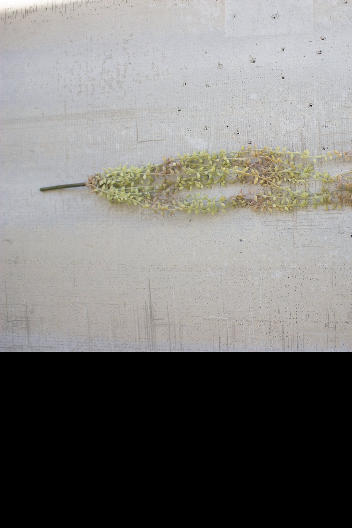 Kalalou 30" Necklace Plant (6 eas per box)1