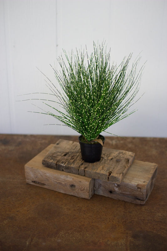 Kalalou 14.5" Grass With Plastic Pot (Set of 4)1