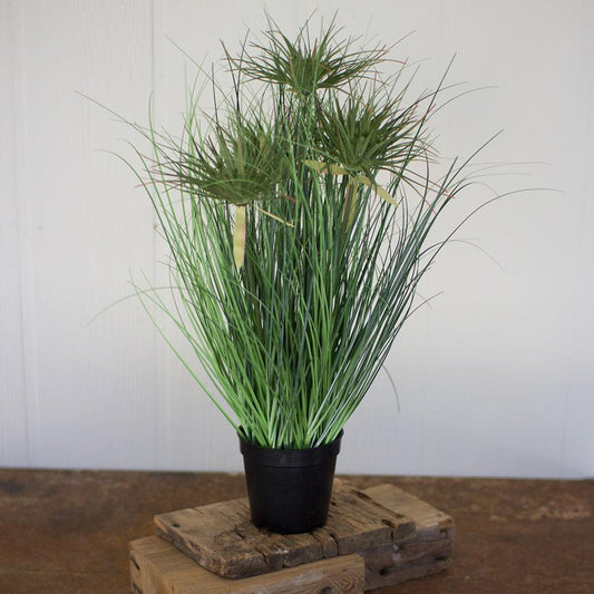 Kalalou 24" Grass With Five Heads With Plastic Pot - Set of 41